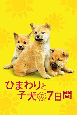 Himawari to Koinu no Nanokakan